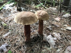 Aureoboletus russellii