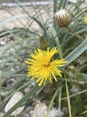 Hieracium umbellatum