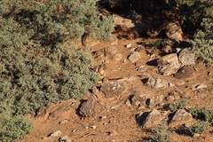 Petrogale xanthopus