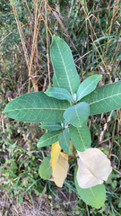 Asclepias