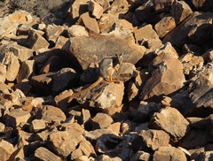 Petrogale xanthopus