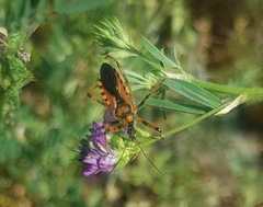 Rhynocoris