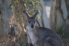 Osphranter robustus erubescens