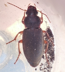 Harpalus