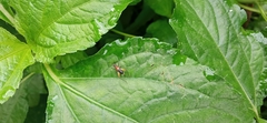 Homoeoxipha lycoides