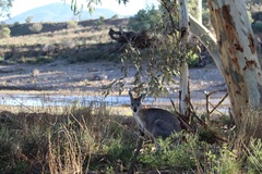 Osphranter robustus erubescens