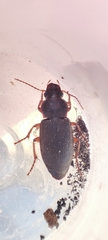 Harpalus