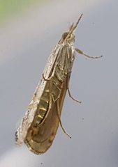 Euchromius