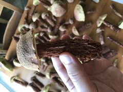 Aureoboletus russellii