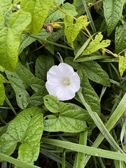 Calystegia sepium