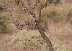 Pyrrholaemus brunneus