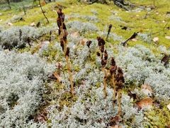 Monotropa hypopitys