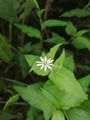 Stellaria aquatica