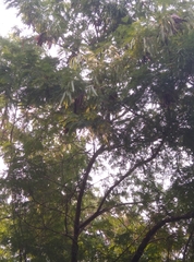 Leucaena leucocephala