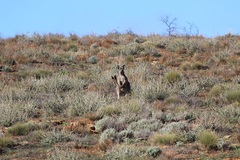 Osphranter robustus erubescens