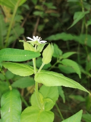 Stellaria aquatica