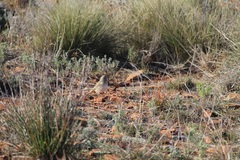 Anthus australis