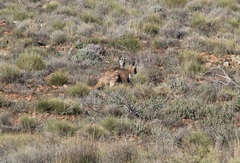 Osphranter robustus erubescens