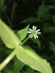 Stellaria aquatica