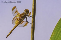 Libellula semifasciata