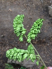 Actaea cimicifuga