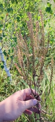 Veronica longifolia