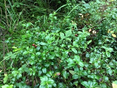 Vaccinium vitis-idaea