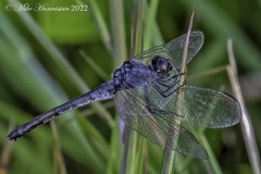 Erythrodiplax berenice
