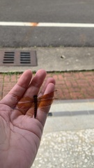 Brachythemis contaminata