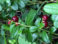 Vaccinium vitis-idaea