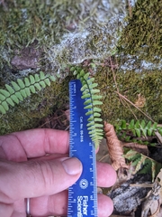 Asplenium platyneuron