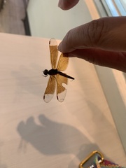 Brachythemis contaminata