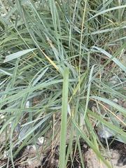 Leymus arenarius