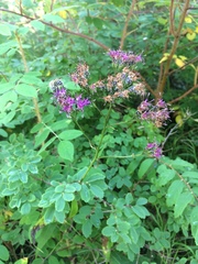 Saussurea parviflora