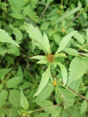 Bidens frondosa