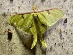 Actias luna
