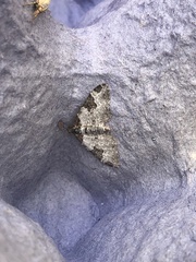 Xanthorhoe fluctuata