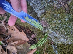 Asplenium platyneuron