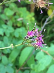 Saussurea parviflora