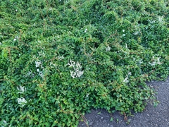 Fallopia