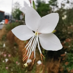 Oenothera lindheimeri