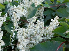 Fallopia