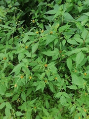 Bidens frondosa