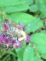 Thoracobombus