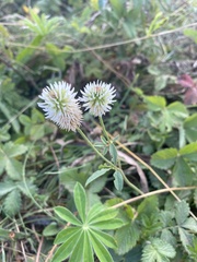 Trifolium montanum