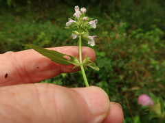 Stachys tenuifolia