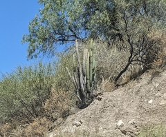 Trichocereus tacaquirensis