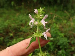 Stachys tenuifolia