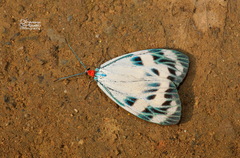 Chalcosia phalaenaria