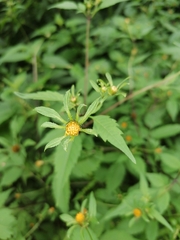 Bidens frondosa